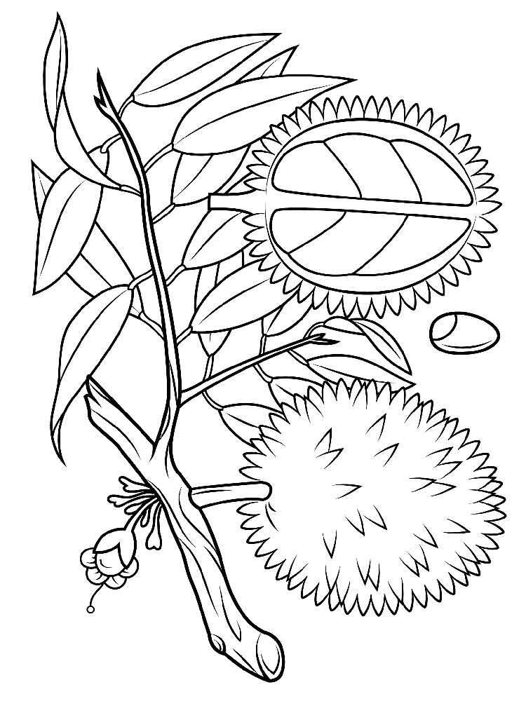 750x1000 Durian Coloring Pages Download And Print Durian Coloring Pages