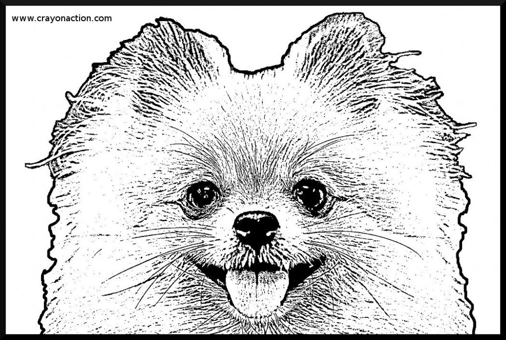 1024x689 Pomeranian Coloring Pages