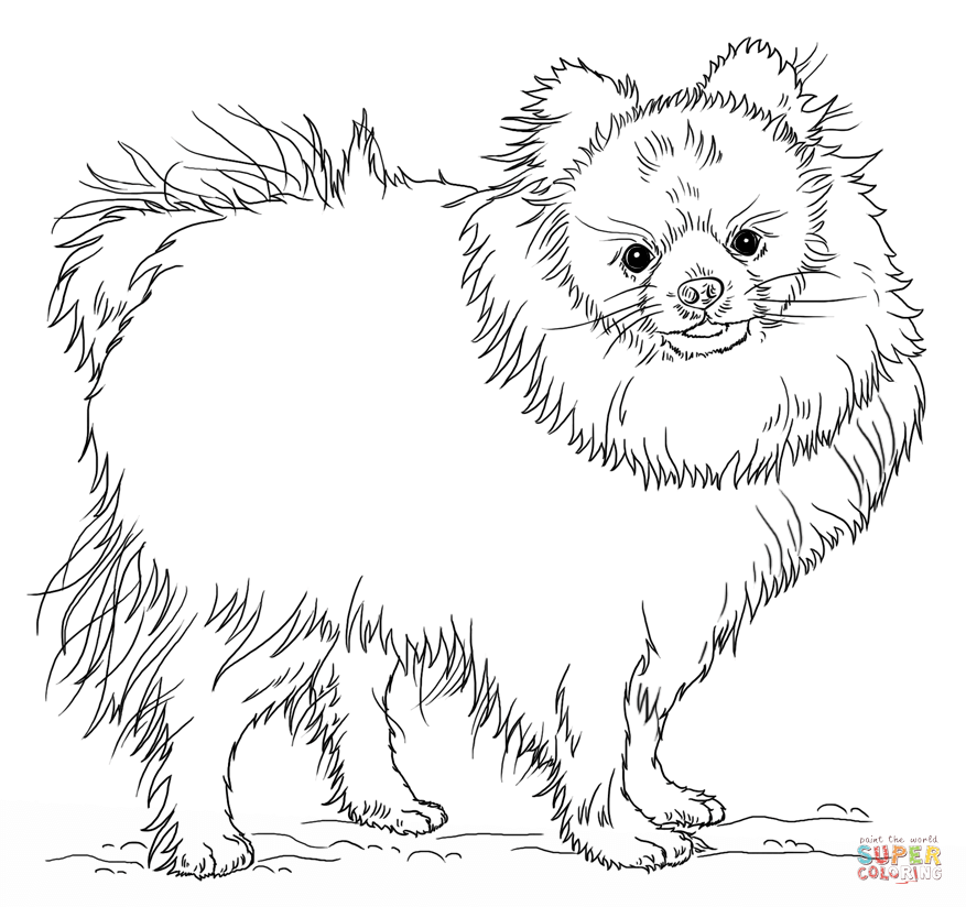 877x824 Pomeranian Coloring Pages