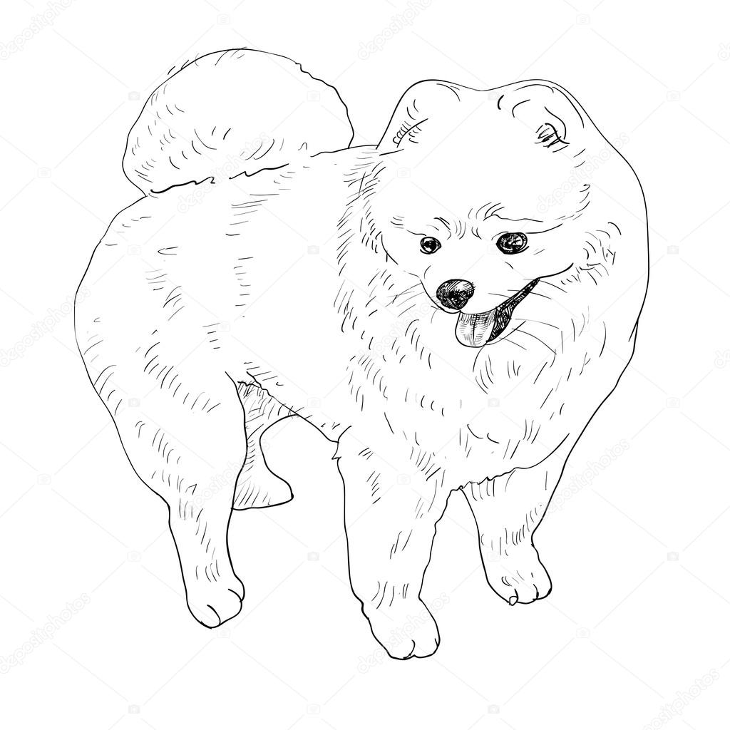 1024x1024 Pomeranian Dog And Chihuahua Coloring Page Free Printable Ripping