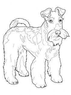 236x315 Pomeranian Dog Animal Pet Coloring Page Adult Coloring Pages