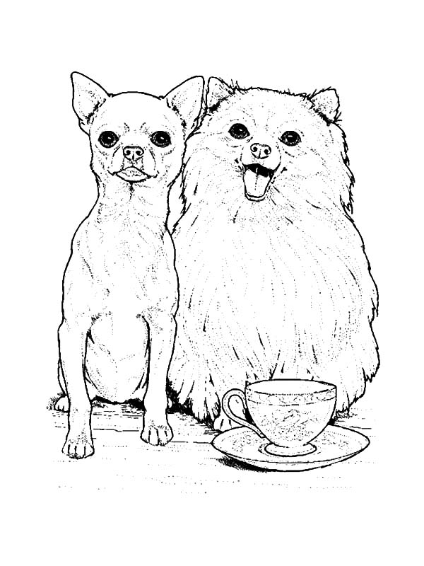600x800 Chihuahua And Pomeranian Dog Coloring Pages