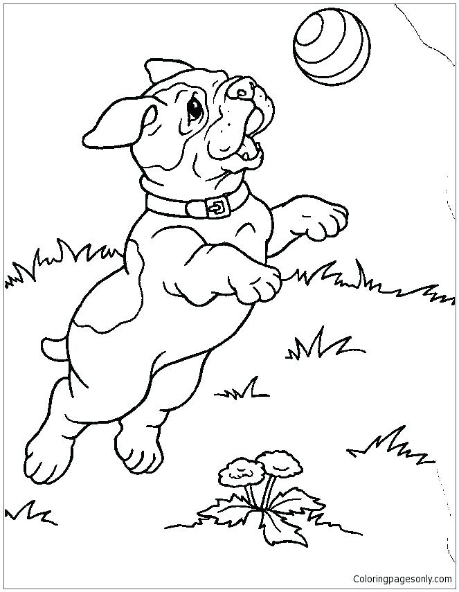 663x855 Dachshund Coloring Page With Puppies P On Pomeranian Puppy