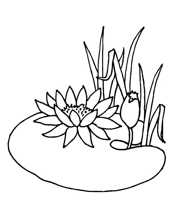 600x776 Pond Coloring Pages Lotus Flower Growing In The Pond Coloring