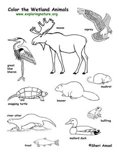 236x305 Forest Animals Coloring Page