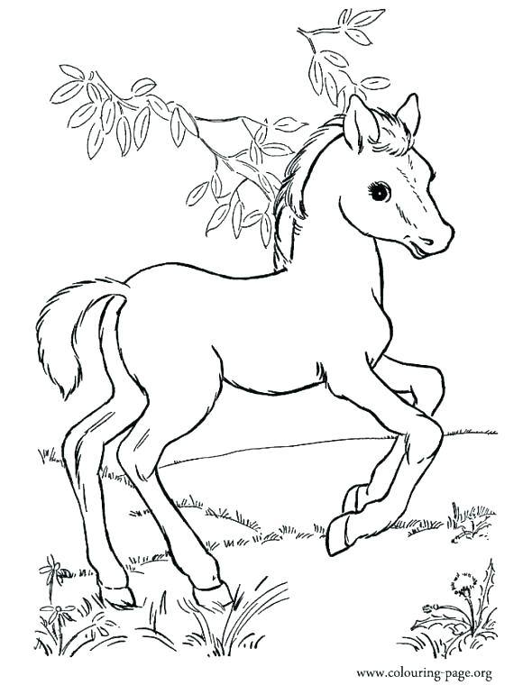 590x760 Spirit Horse Coloring Pages Free Horse Coloring Pages Horse