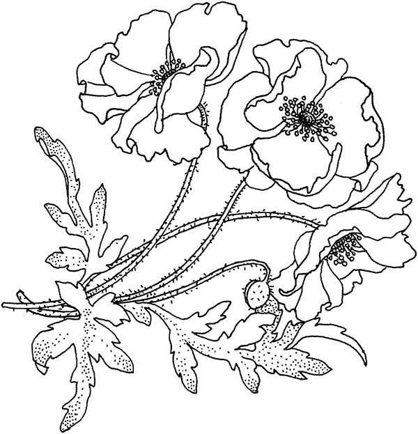 600x623 California Poppy, California Poppy For The Love One Coloring Page