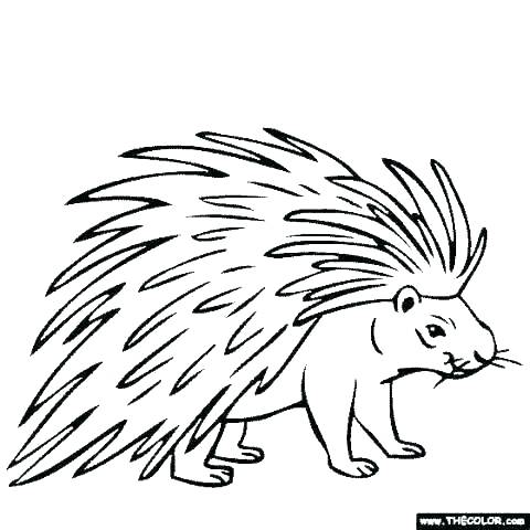 480x480 Porcupine Coloring Pages