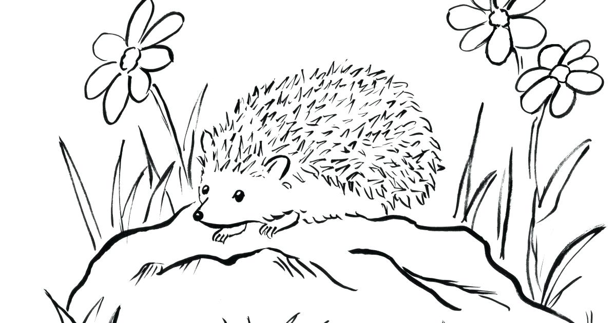 1200x630 Porcupine Coloring Pages Cute Porcupine Coloring Pages
