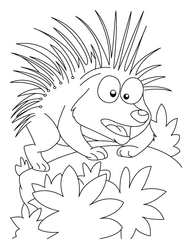 612x792 Porcupine Coloring Pages Porcupine Coloring Page This Is Porcupine