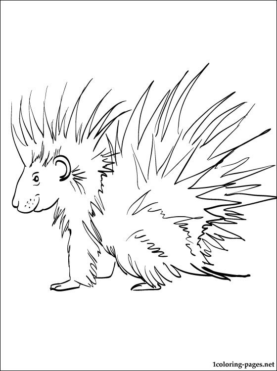 560x750 Porcupine Coloring Page Coloring Pages