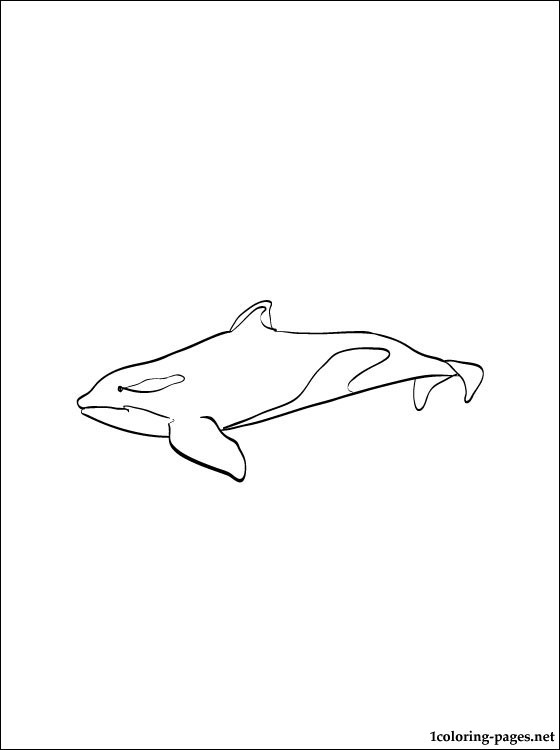 560x750 Orca Coloring Page Coloring Pages