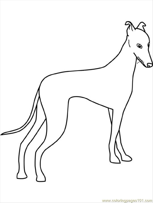 650x866 Dogs Coloring Pages Greyhound Coloring Page