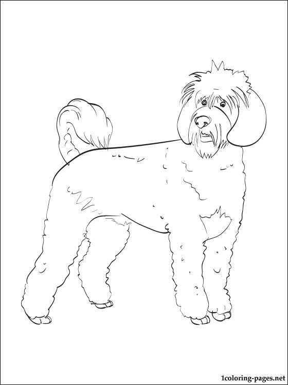 560x750 Portuguese Water Dog Coloring Page Coloring Pages