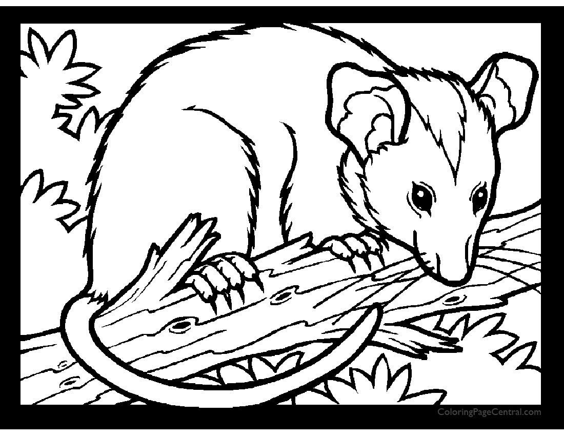 1100x850 Possum Coloring Page Coloring Page Central