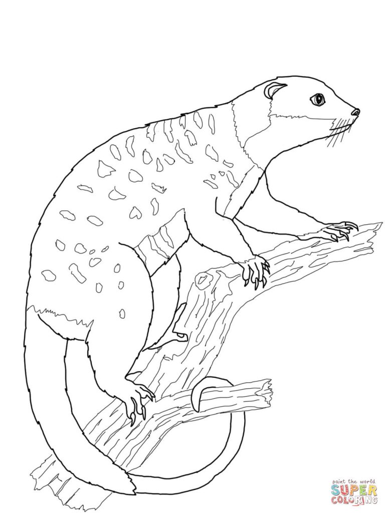 768x1024 Possum Cuscus Print Coloring Page