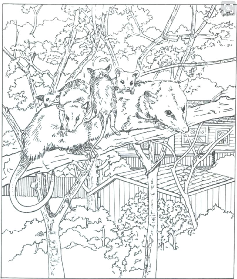 815x960 Ringtail Possum Colouring Pages Wolverine Coloring Page Wolverine