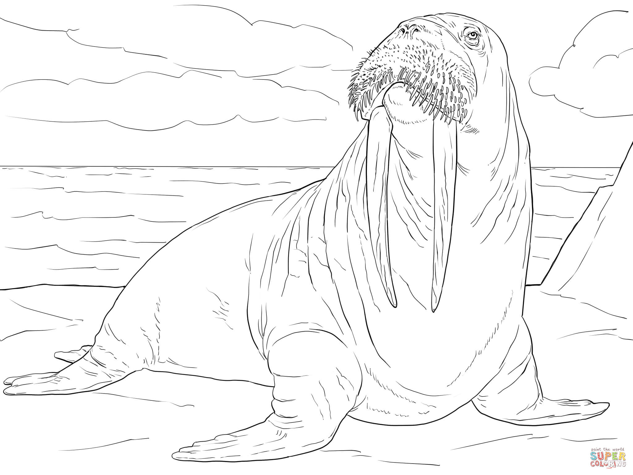 2048x1536 Walrus Coloring Pages Sheets To Color In Amazing Baby Shower