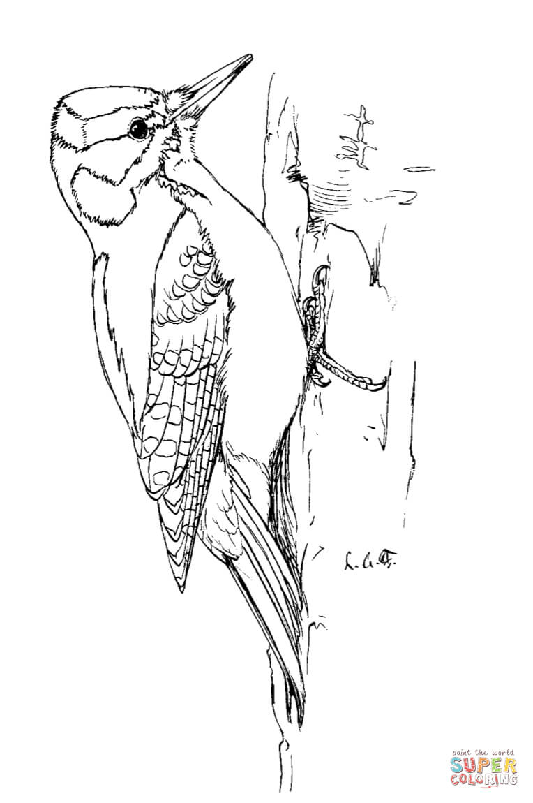 764x1150 Soar Map Of Scotland Printable Tourist Great B