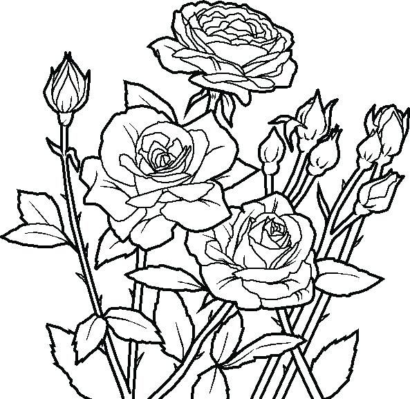 593x577 Flower Pot Coloring Page