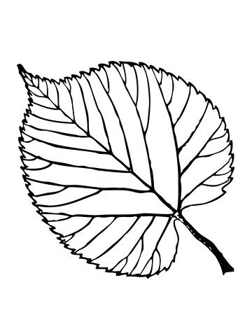 360x480 Trees Leaves Coloring Pages Free Coloring Pages Basswood Tree