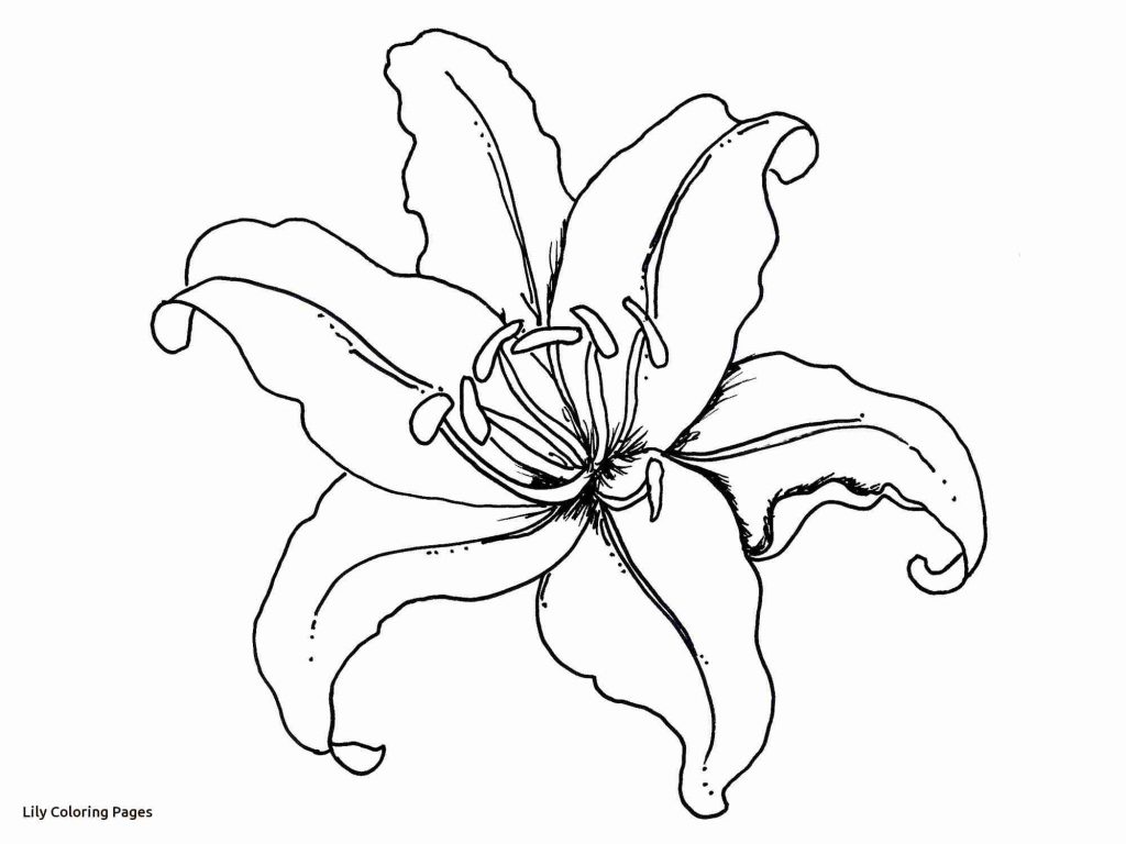 1024x768 Coloring Pages And Coloring Books Lily Coloring Pages