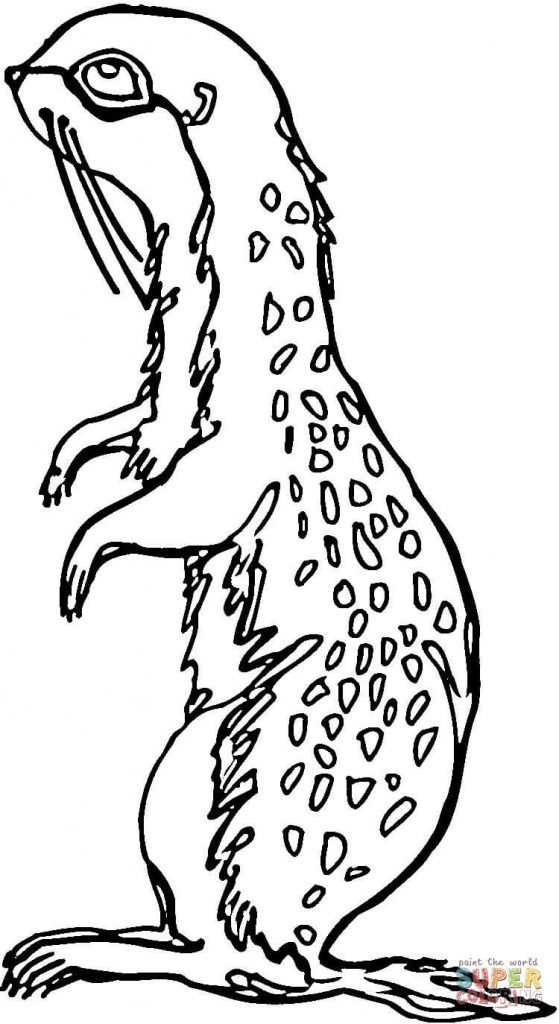 559x1024 Prairie Dog Coloring Pages To Print