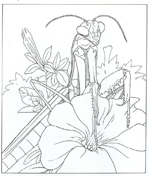 520x614 Praying Mantis Coloring Page