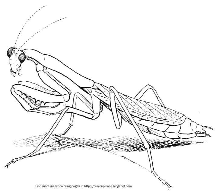 716x642 Praying Mantis Coloring Page Crayon Palace
