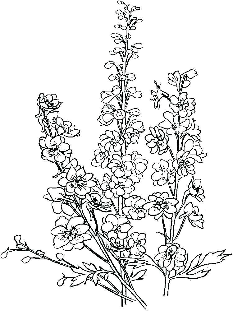 750x1000 Praying Mantis Coloring Page Flower Mantis Coloring Pages Praying