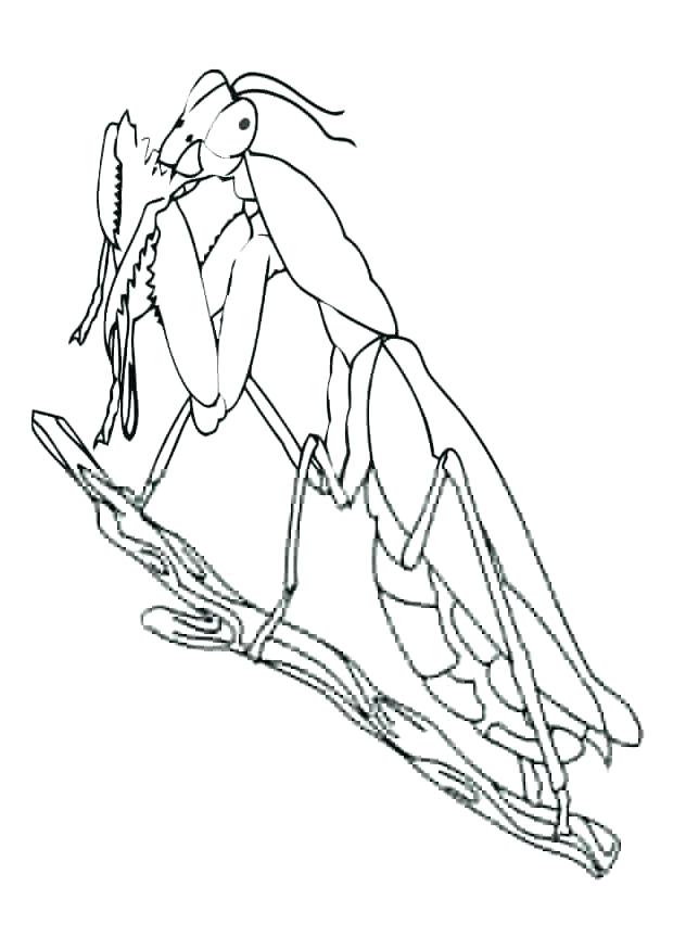 620x875 Praying Mantis Coloring Page Praying Mantis Coloring Page Lovely