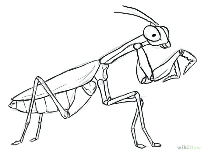 670x503 Praying Mantis Coloring Page Praying Mantis Drawing Google Search