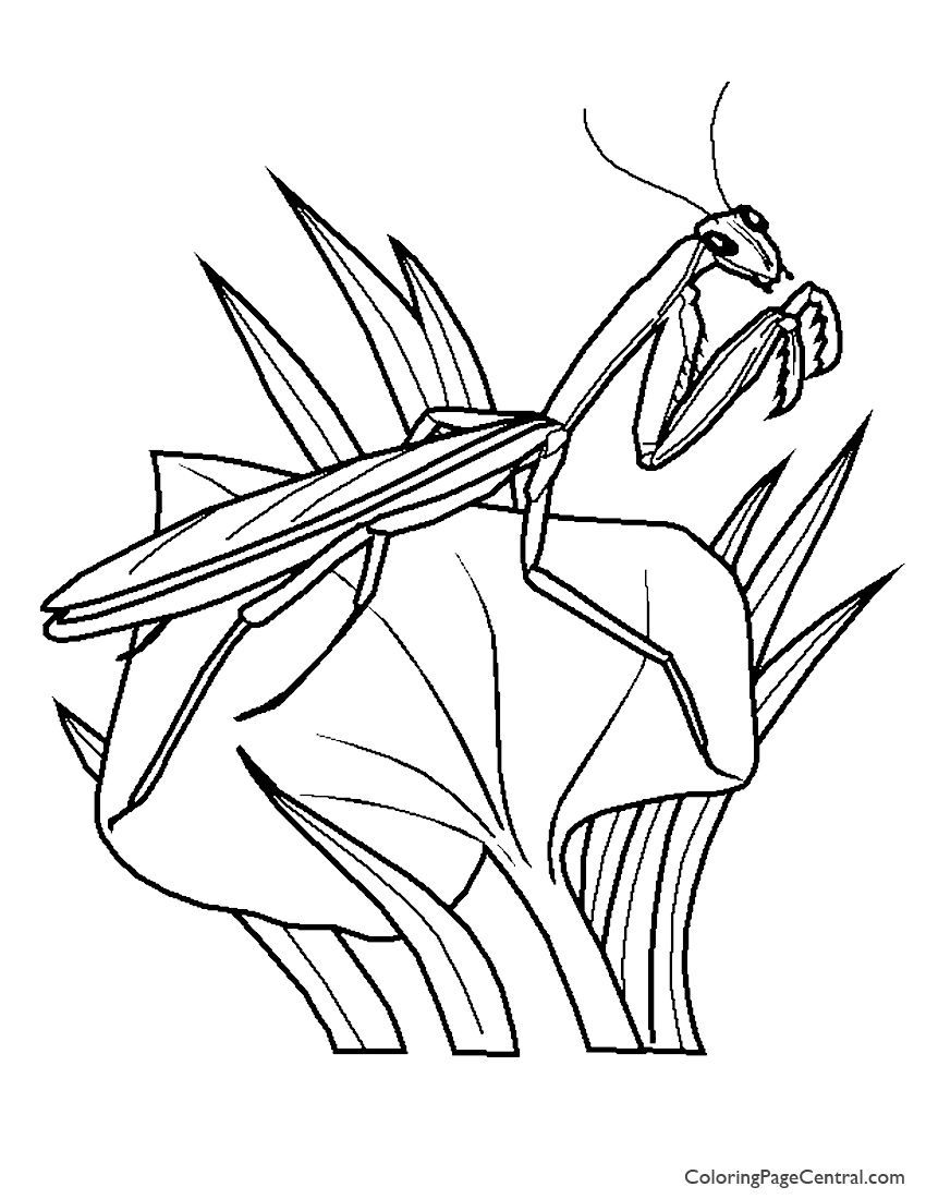 850x1100 Best Praying Mantis Coloring Page Central Pic For Prayer Trends