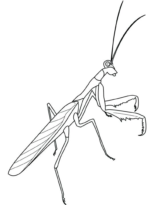 540x720 Praying Mantis Colouring Page My Favorite Fuhrer Von