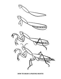 236x305 Praying Mantis Coloring Page From Praying Mantis Category Select