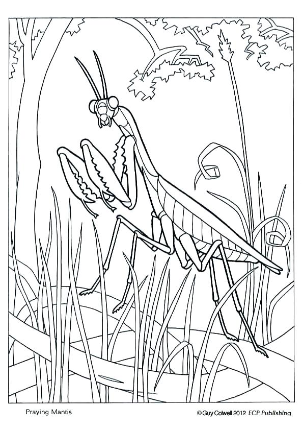 595x842 Awesome Awesome Praying Mantis Coloring Page Free Download Kids