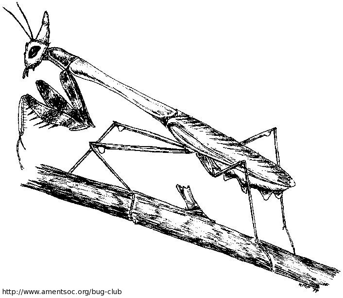 706x612 Insect Colouring Activities For Children