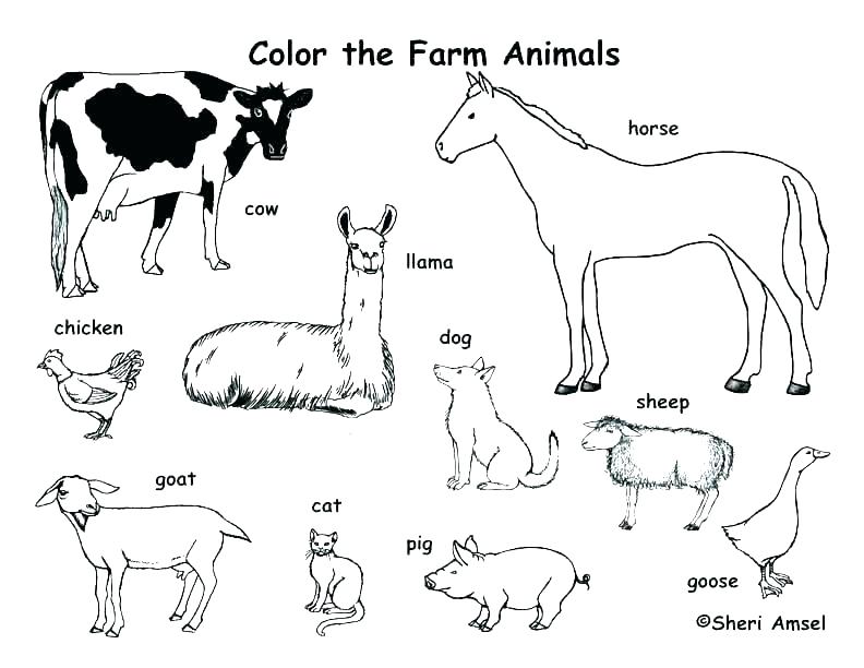 792x612 Cute Baby Animals Coloring Pages Baby Animal Coloring Pages