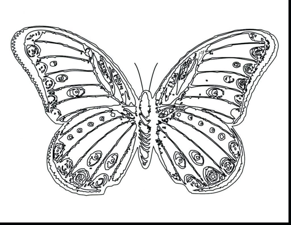 1024x791 Coloring Pages Beautiful Coloring Pages Brilliant Butterfly