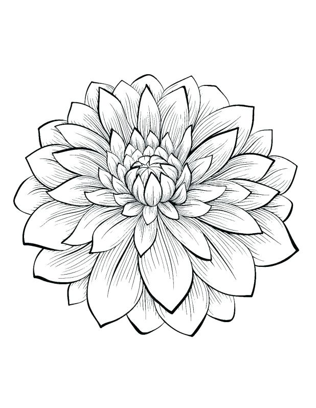 618x798 Intricate Flower Coloring Pages Dahlia Color One Of The Most