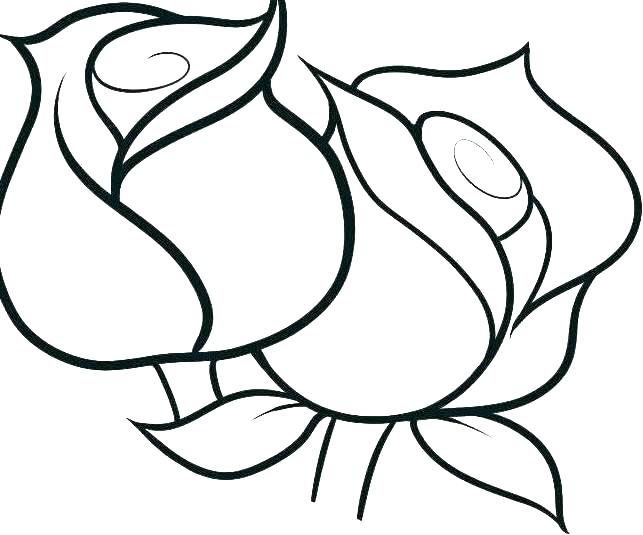 643x535 Rose Flower Coloring Pages For Adults