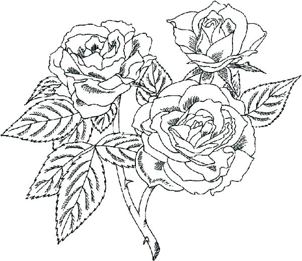 600x518 Rose Color Pages Coloring Page Rose Rose Coloring Pages Beautiful