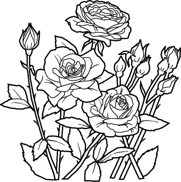 600x603 Rose Coloring Books Together With Rose Coloring Pages Glamorous