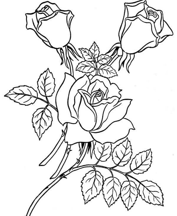 600x734 Three Beautiful Rose Coloring Page