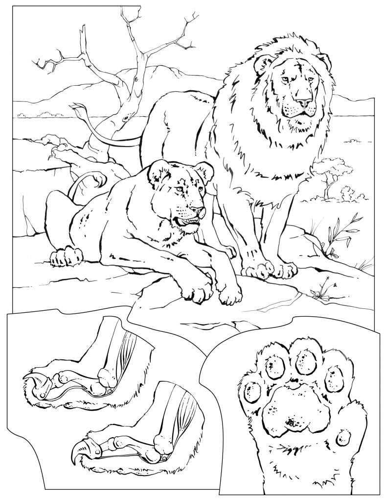 791x1024 Lion Pride Coloring Pages Best Of Mammals African Lion Coloring
