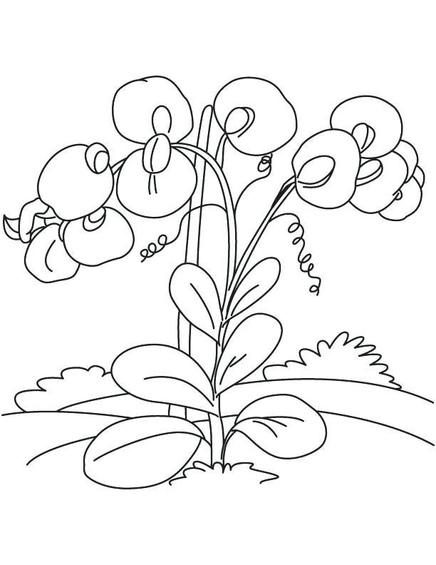 612x792 The Princess And The Pea Coloring Pages Sweet Pea Flowers Coloring