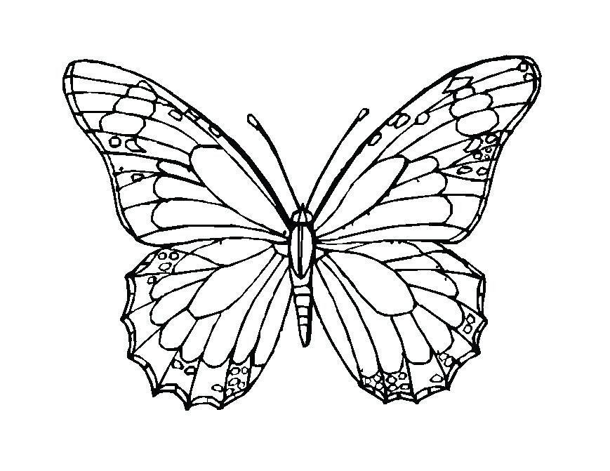 869x671 Butterfly Coloring Pages Print