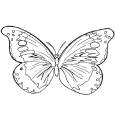 230x230 Top Free Printable Butterfly Coloring Pages Online