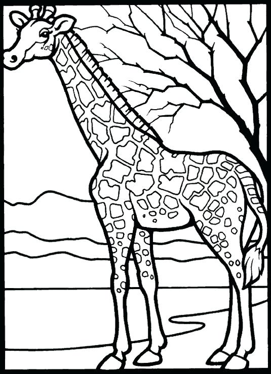 535x740 Free Printable Coloring Pages Animals Baby Jungle Animal Coloring