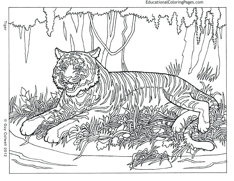792x612 Free Printable Coloring Pages Animals Baby Jungle Animal Coloring